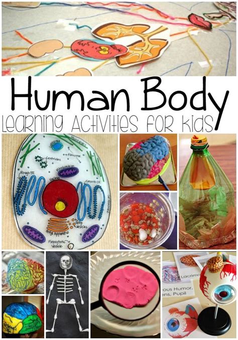 90 Best Science The Human Body Images On Pinterest Human Body Human