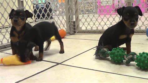 Miniature Pinscher Puppies Dogs For Sale In New York New York Ny