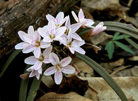 Ohio In Bloom Where To See Spring Flowers
