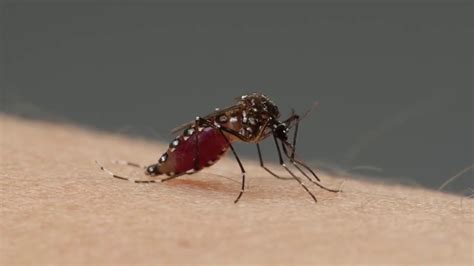 Alerta Para La Prevenci N Contra El Dengue Youtube