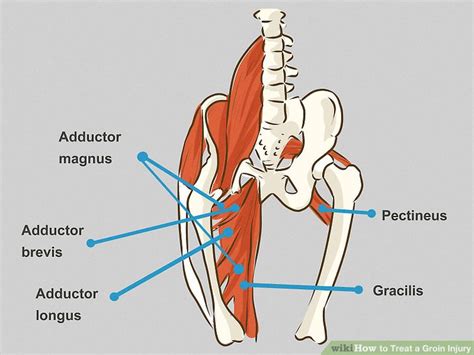 Pulled Groin Muscle Anatomy Groin Muscles Diagram Groin Muscles