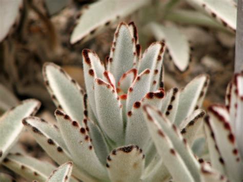 8 Most Common Types Of Succulents Plants For Home The