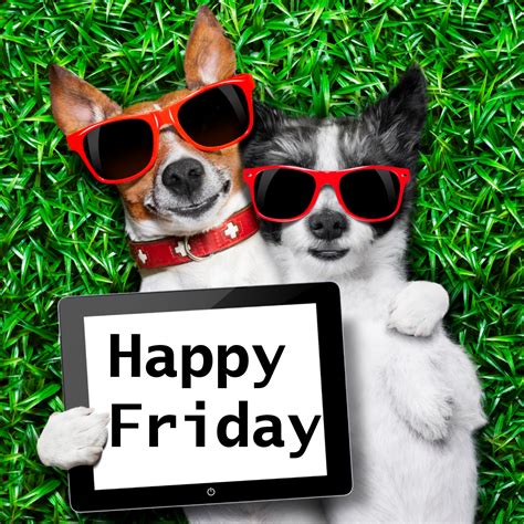 Happy Friday!/Monday | Funny friday memes, Friday meme, Good morning friday