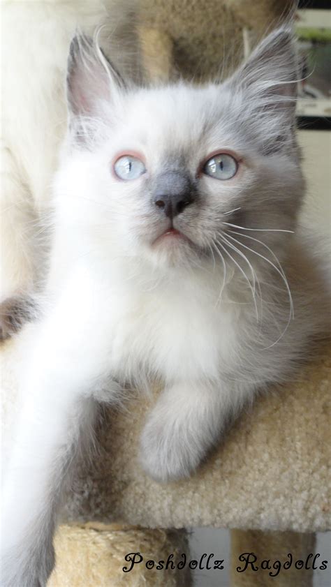 Blue Colorpoint Ragdoll Kitten Ragdoll Kitten Kittens Dog Cat