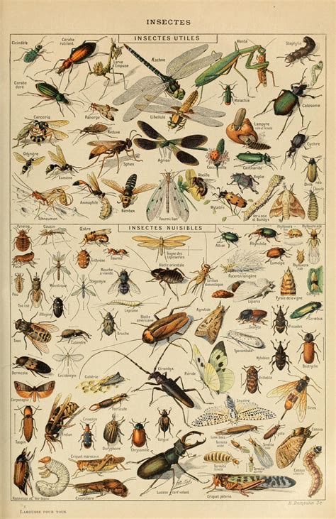 Insectes Insects Useful And Harmful By Adolphe Millot Vintage French