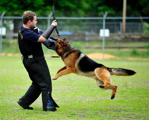 Guard Dog German Shepherd