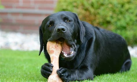 This Is Why Dogs Bury Bones And It Makes Perfect Sense Unianimal