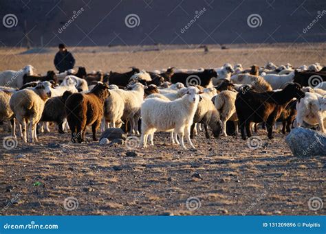 Goats And Sheep In Evening Sunlight Altai Russia Stock Photo Image