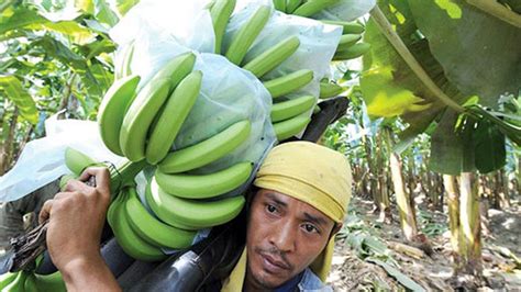 Banana Growers See Exports Declining Businessworld Online
