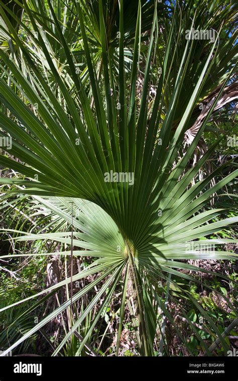 Sabal Palm Hi Res Stock Photography And Images Alamy