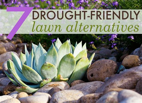 7 Beautiful Drought Friendly Lawn Alternatives