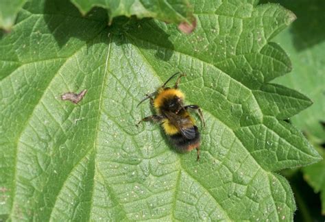 North East Bee Hunt 2020 Update 6 Natural History Society Of Northumbria