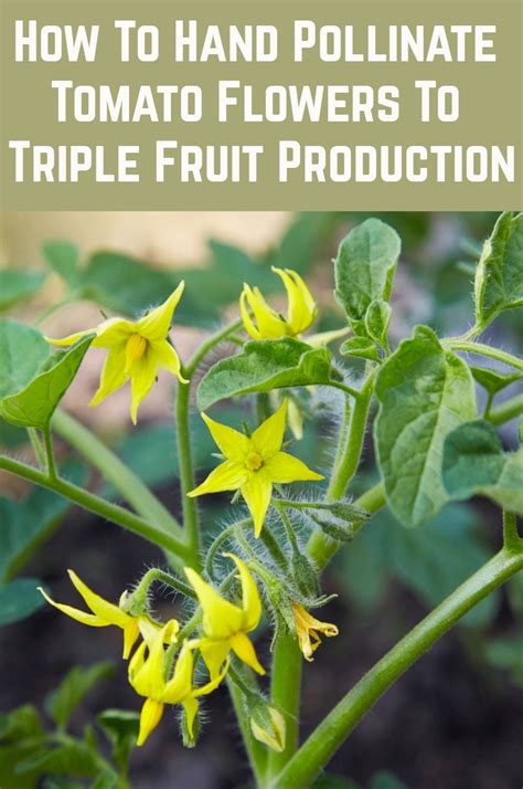 tomatoes without pollination how to use parthenocarpy to your advantage master tomato