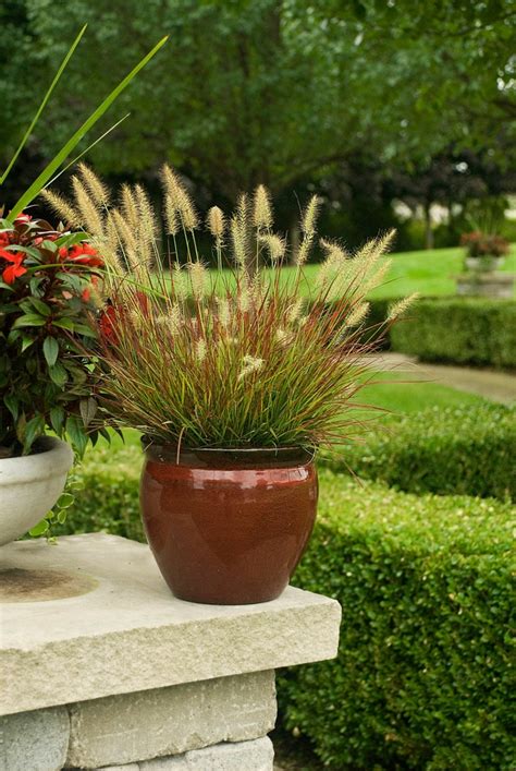 Pennisetum Alopecuroides Burgundy Bunny Fountain Grass Eberts