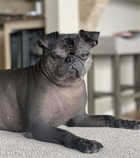 This Hairless Pug Is Absolutely Perfect The Dodo