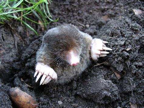 Jan 23, 2021 · surgical removal to surgically remove your mole, your dermatologist will numb the mole and surrounding skin, then cut out the mole with a scalpel. How to Get Rid of Moles in the Yard or Lawn: A Homeowners ...