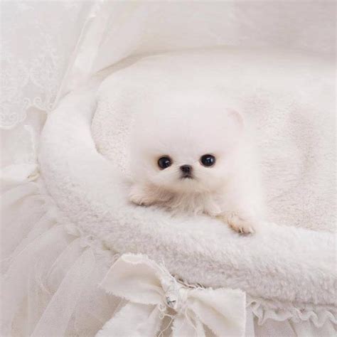 Hudson White Micro Teacup Pomeranian In 2022 Pomeranian Puppy