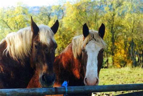 Horses In The Fall Stock Photo Image Of Fence Field 8758420