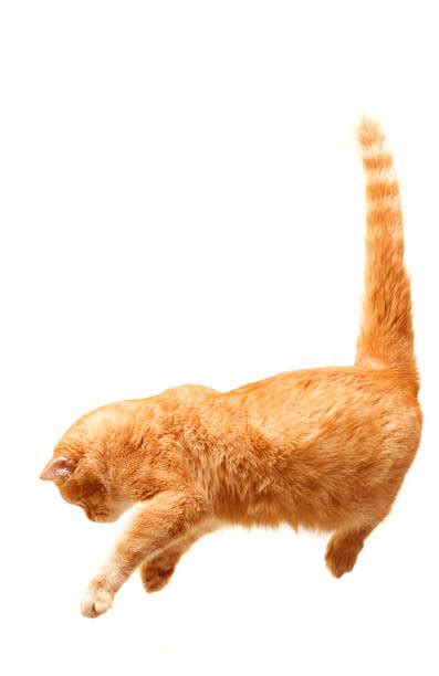 3800 White Cat Jump Stock Photos Pictures And Royalty Free Images Istock