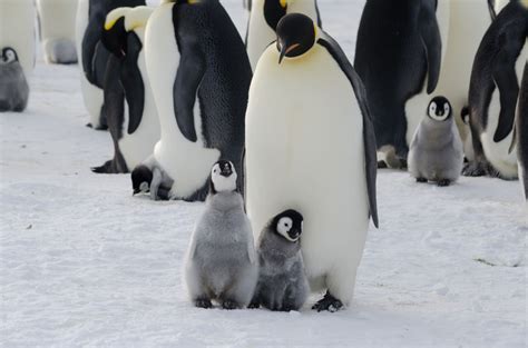 Pingvini Ptice Koje Ne Lete Nego Plivaju Zoonahr