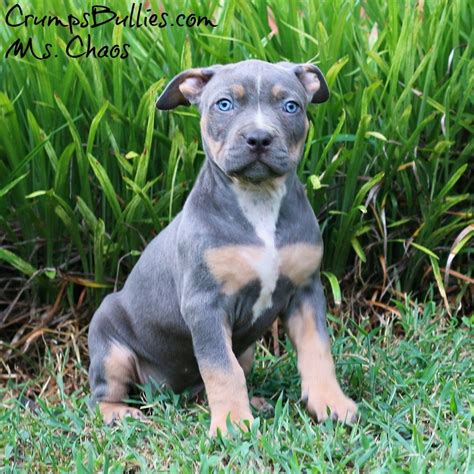 You've prepared the area on where your puppy will be sleeping. Little Known Facts About Merle pitbull puppies - XL ...