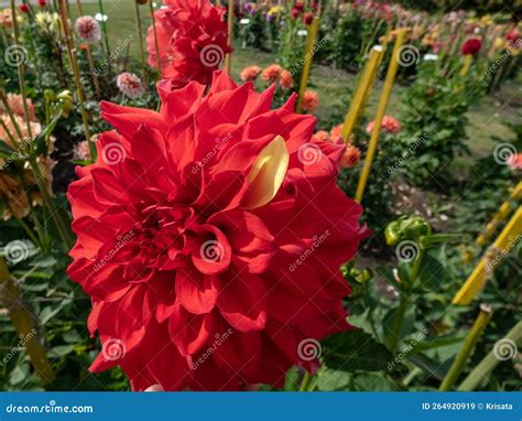 Dahlia Elijah Mason Blooming With Large Yellow And Orange Flowers With