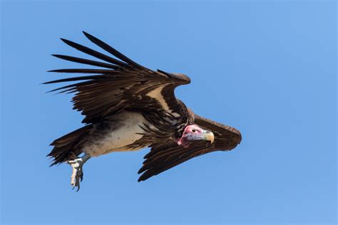 Lappet Faced Vulture The Ultimate Guide Operation Migration