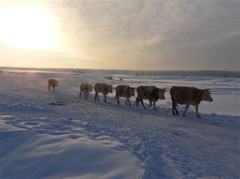 Overland Trip In Siberia From Oymyakon To Yakutsk Via Tyoply Klyuch