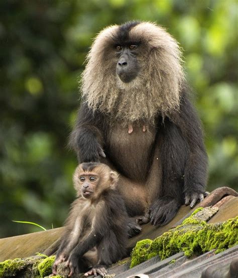 Lion Tailed Macaque Monkey With Baby Wandaroe Baardaap Macaque