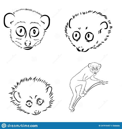 Lemur Loris On A Tree Vector Illustration Hand Drawn Sketch Black And White Ink Pen Cute Lori