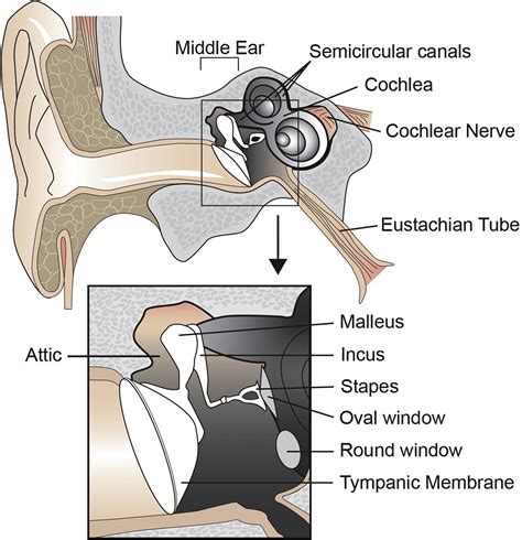What Is Attic In Ear Image Balcony And Attic Aannemerdenhaagorg