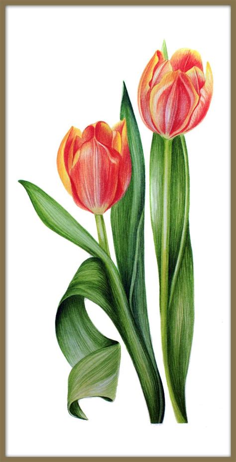 Tulip Flower Print Watercolour Painting Print Large Wall Etsy Tulip