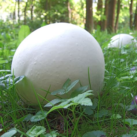 Giant Puffball Mushrooms Basic Facts Recipes And Uses Mushroom