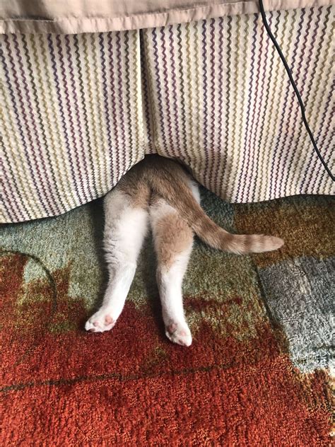 This Adorable Cat Loves Hiding But Is Really Bad At It Healthy