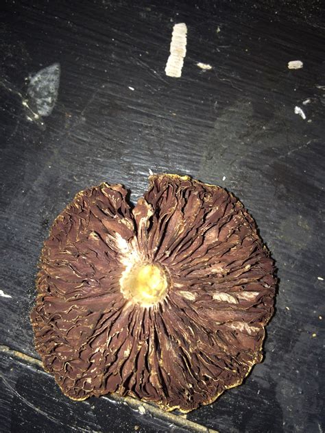 Id Request Found In A Lawn In S Georgia Mushroom