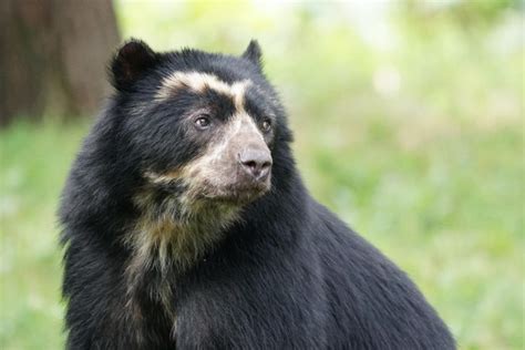 Spectacled Bear The Animal Facts