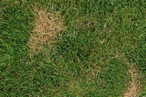 Things You Need To Know About Turfgrass Disease The Turfgrass Group Inc