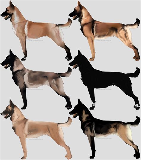 Maybe you would like to learn more about one of these? Belgian Malinois imports by CieloCadono on DeviantArt