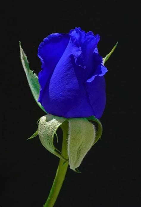 Rosas Del Amor Azules Hermosas Exóticas Flores Semillas S 3999 En