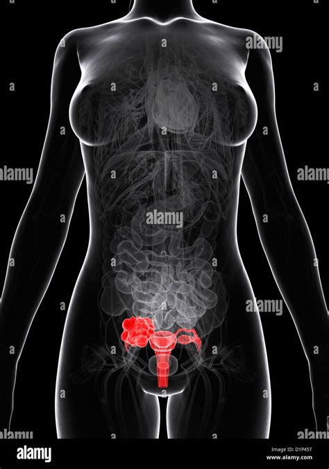 Sistema Reproductor Femenino Humano Fotos E Im Genes De Stock Alamy