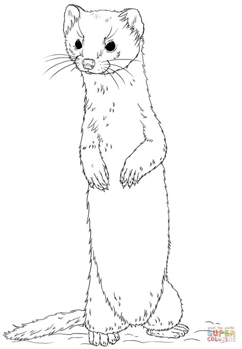 How To Draw A Weasel In The World Check It Out Now Howtodrawline5