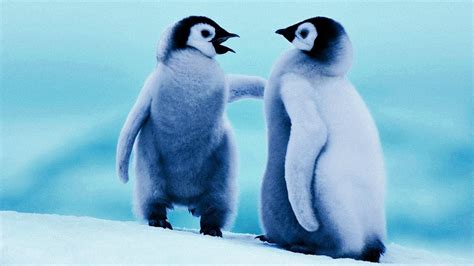 Hình nền Chim cánh cụt dễ thương Top Những Hình Ảnh Đẹp
