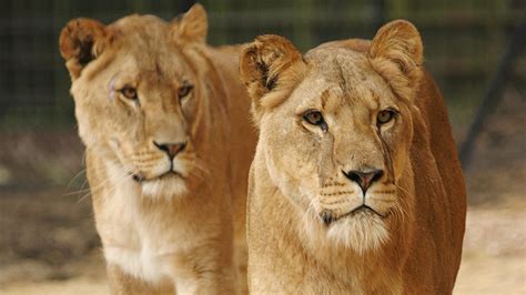 African lion facts | Zoological Society of London (ZSL)