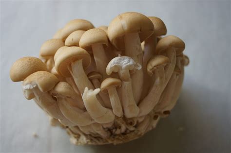 Shimeji Mushrooms Japanese Cooking 101