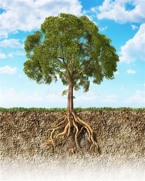 Cross Section Of Soil Showing A Tree With Its Roots Stock Image