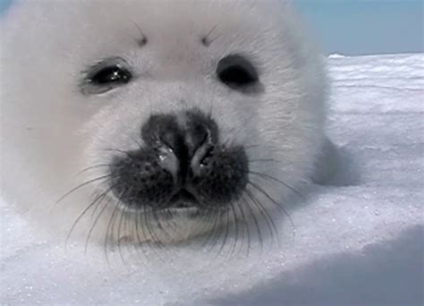 Baby Seal Gets Up Close And Personal Youtube