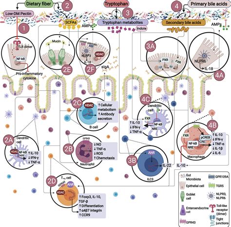 Frontiers Impact Of Bacterial Metabolites On Gut Barrier Function And