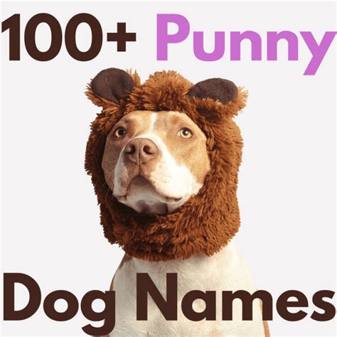 100 Punny And Funny Dog Names With Steps To Create More Pethelpful