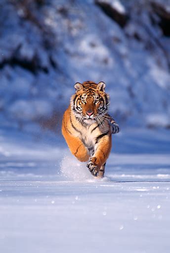 Siberian Tiger Running Towards Camera On Snow Kimballstock