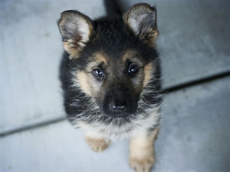 Puppy German Shepherd Wallpapers Wallpaper Cave